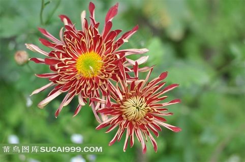 两朵娇媚的菊花素材