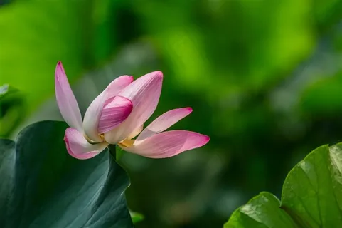 荷塘正午盛开的荷花