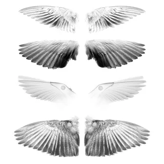 翅膀素材图片