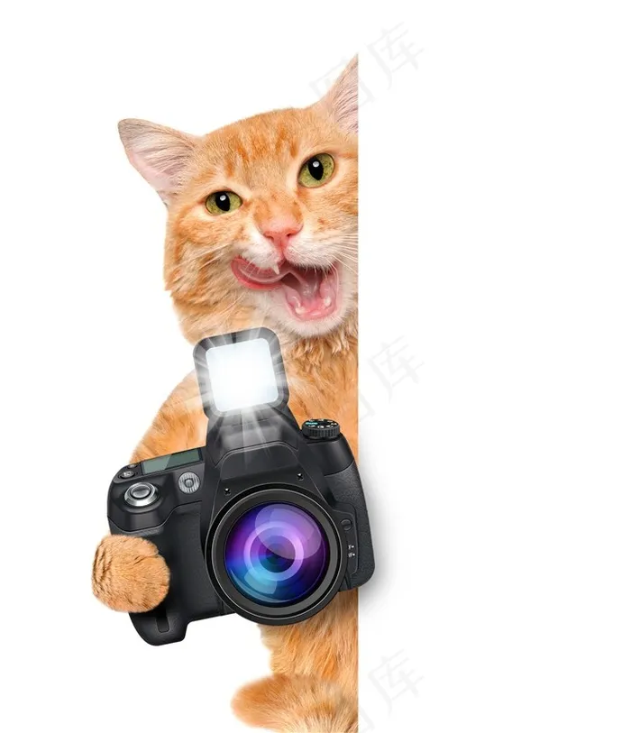 拿着相机的花猫咪图片