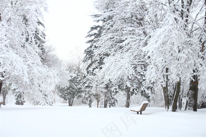 寒冷冬季雪景树林风景图片