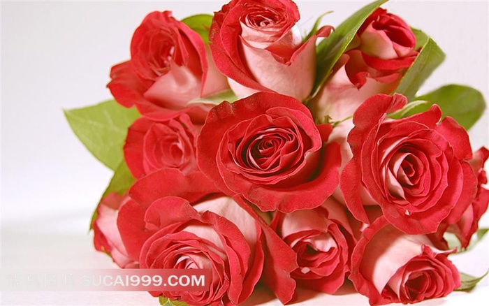 唯美红玫瑰花图片