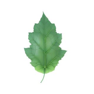 叶子树叶免抠