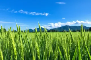 夏天绿色的小麦田蓝天摄影图