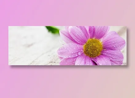 菊花背景素材 菊花背景素材
