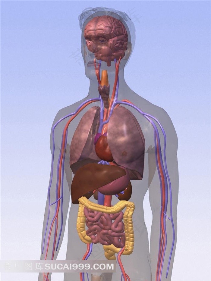 人体内部器官透视图