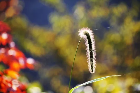 毛毛草图片 毛毛草图片
