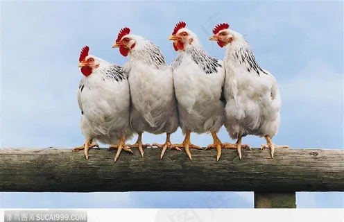 四只母鸡在杆子上