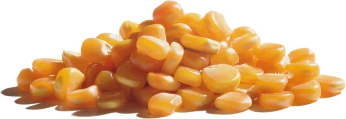 玉米粒素材粗粮