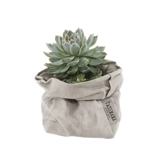 多肉盆栽免扣素材