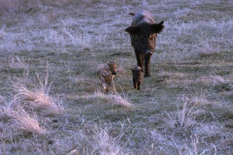 猪动物家畜畜生养猪农村牧场养殖黑猪野猪