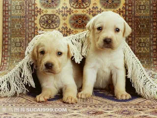 毯子下面的宠物小狗