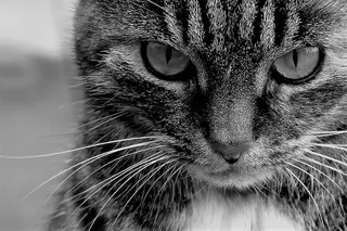 可爱猫咪 动物 素材 奶萌 (77)