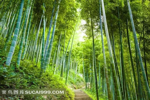 竹林小径自然风景 竹林小径自然风景