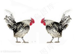 各种形态的母鸡