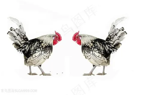 各种形态的母鸡 各种形态的母鸡