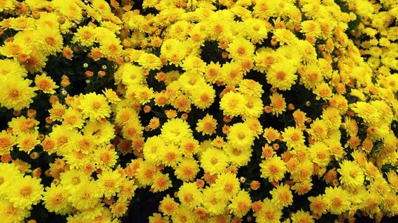 黄色菊花盛开图片 黄色菊花盛开图片