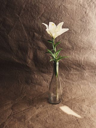 白色纯洁百合摄影素材