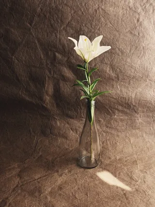 白色纯洁百合摄影素材