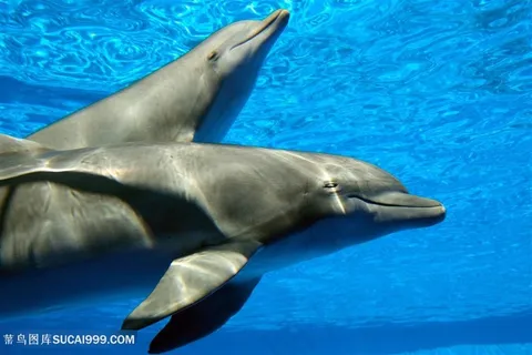 微笑的海豚图片