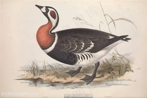 高清彩绘唯美中式鸟插画