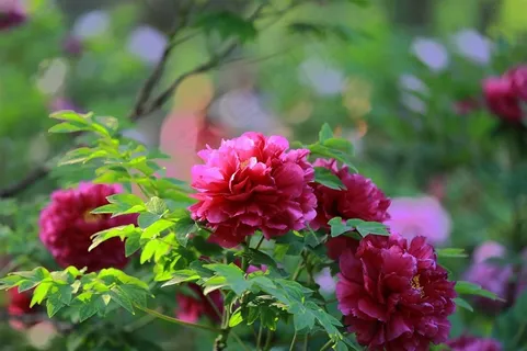 富丽堂皇的牡丹花摄影图 富丽堂皇的牡丹花摄影图