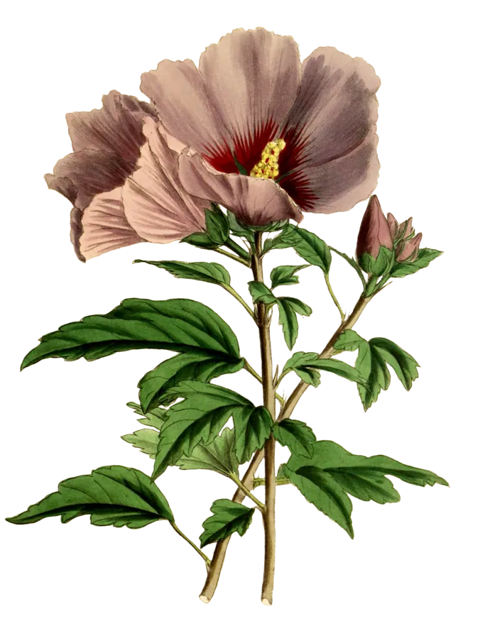 复古手绘植物花卉插画 免抠