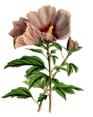 复古手绘植物花卉插画 免抠