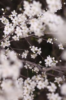 花朵 苹果树 白色的 枝杈 树 春天 盛开 植物