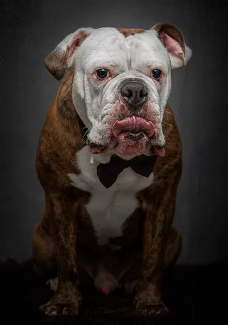 高清斗牛犬狗狗摄影图片