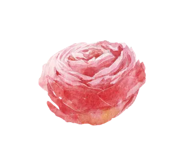 鲜花玫瑰免扣素材