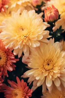 菊花光照摄影图