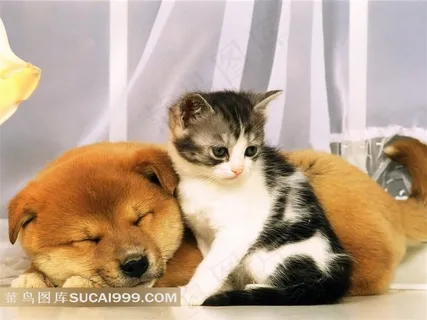 可爱萌宠高清摄影图片