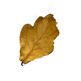 树叶秋天  树叶秋天