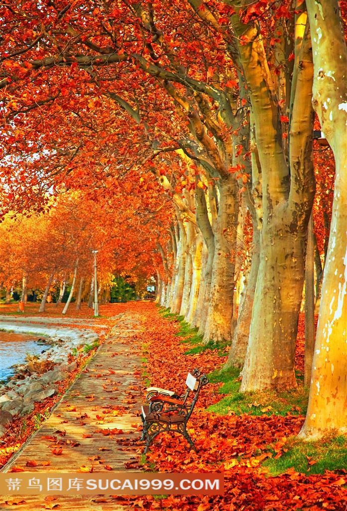 红枫 树叶 秋天