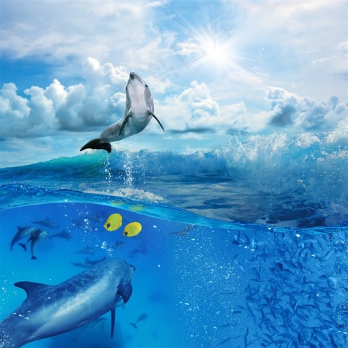 唯美海上海豚海洋生物图片