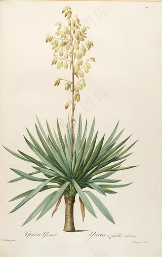 雷杜德原版高清唯美花卉花草图谱插画素材