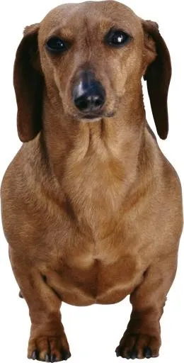 狗 PNG免抠(1855x3643)