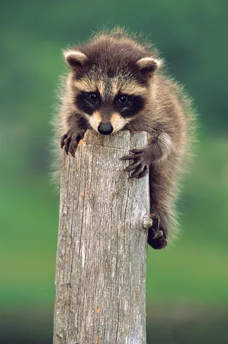 趴在木头上的小浣熊图片