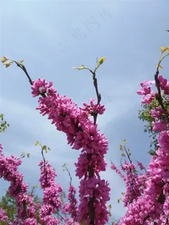 紫荆高清大图 紫荆高清大图
