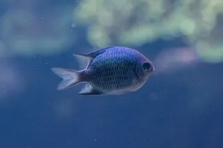 水族馆蓝色观赏鱼图片