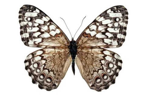 蝴蝶 彩蝶 花蝴蝶 动物 昆虫 免抠