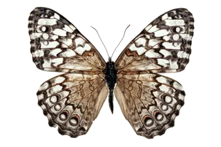 蝴蝶 彩蝶 花蝴蝶 动物 昆虫 免抠