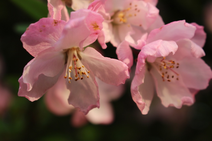 粉色鲜花特写