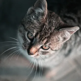 虎斑猫特写图片 虎斑猫特写图片