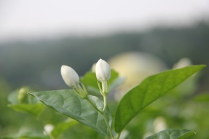 茉莉花采摘季