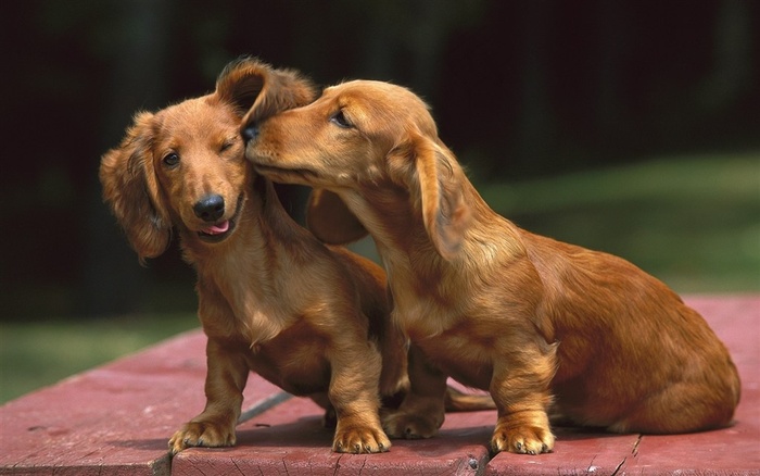 可爱的腊肠犬狗狗素材图片