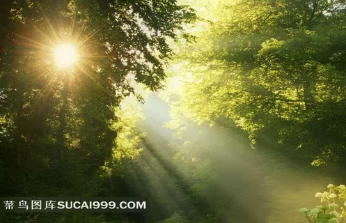 绿野树木风景 绿野树木风景