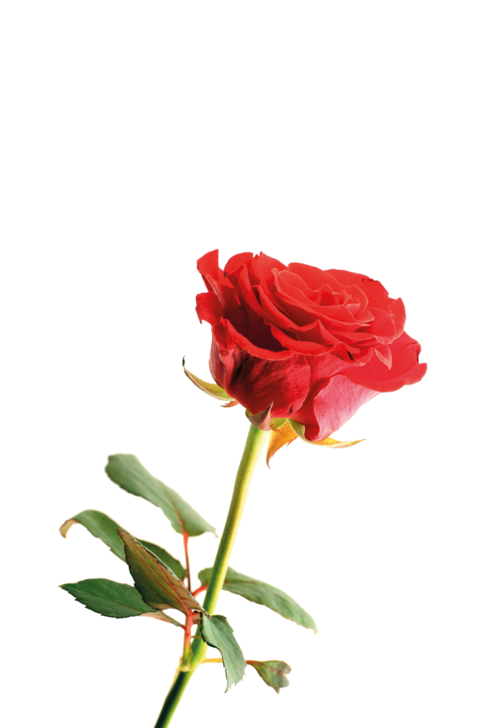 鲜花玫瑰免扣素材
