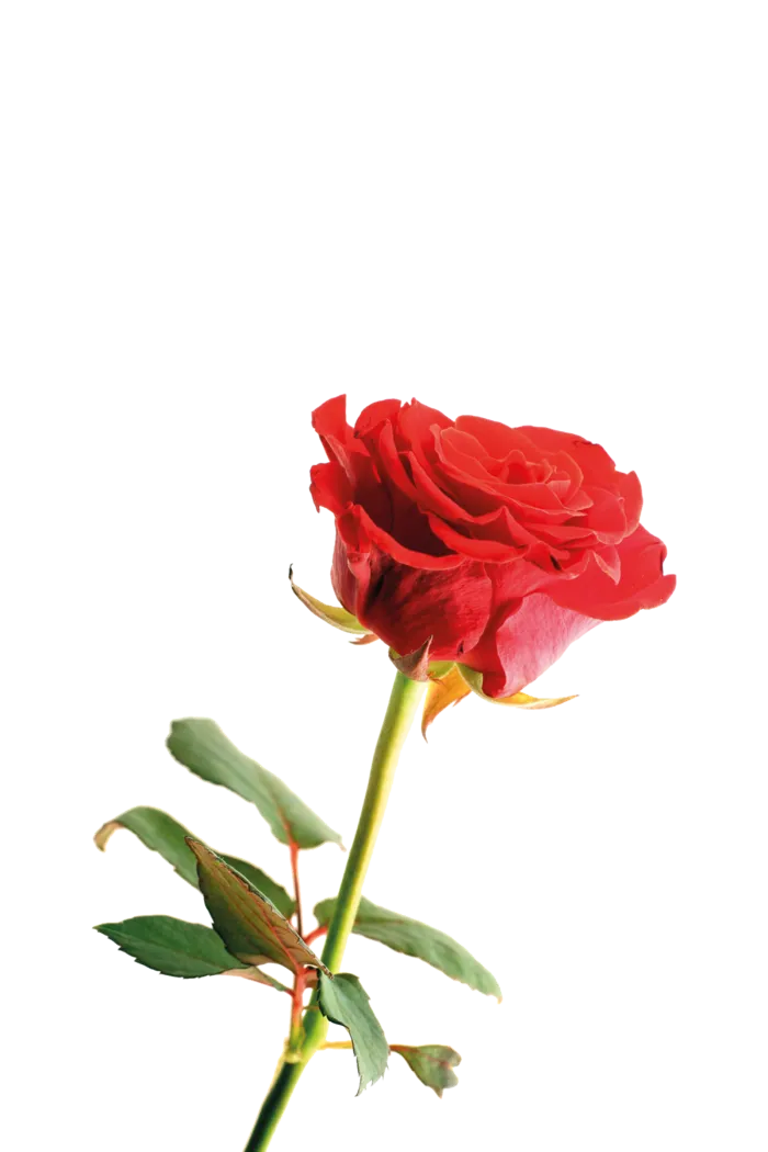 鲜花玫瑰免扣素材